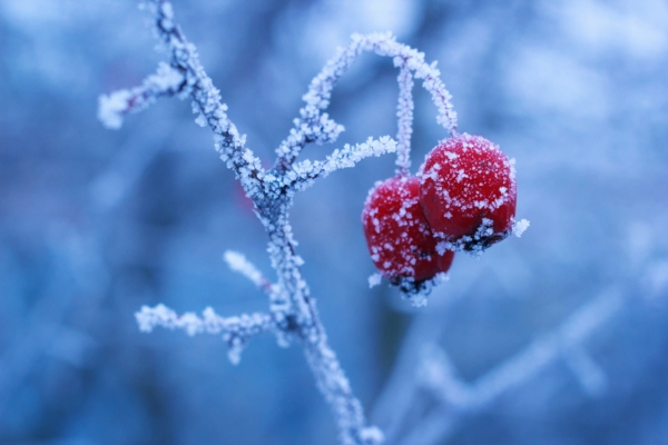 frozen berries on branch with ice frost depicting seasonal patterns of fuel oil pricing