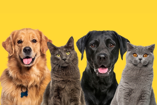 cats and dogs depicting pets