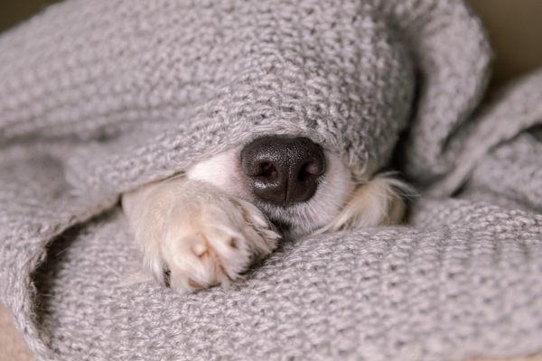 dog under knitted blanked depicting home heating