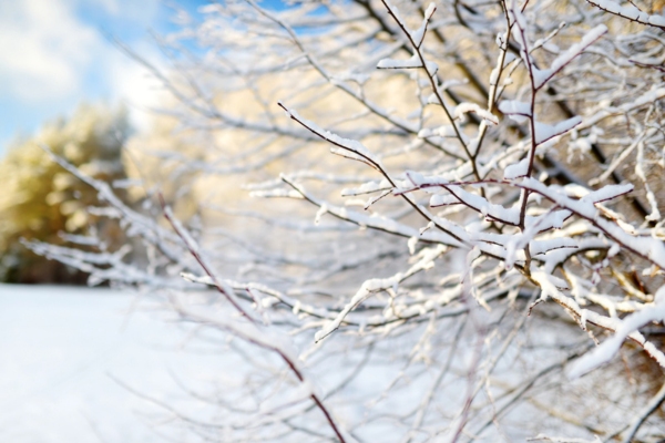 branches covered in snow depicting winter